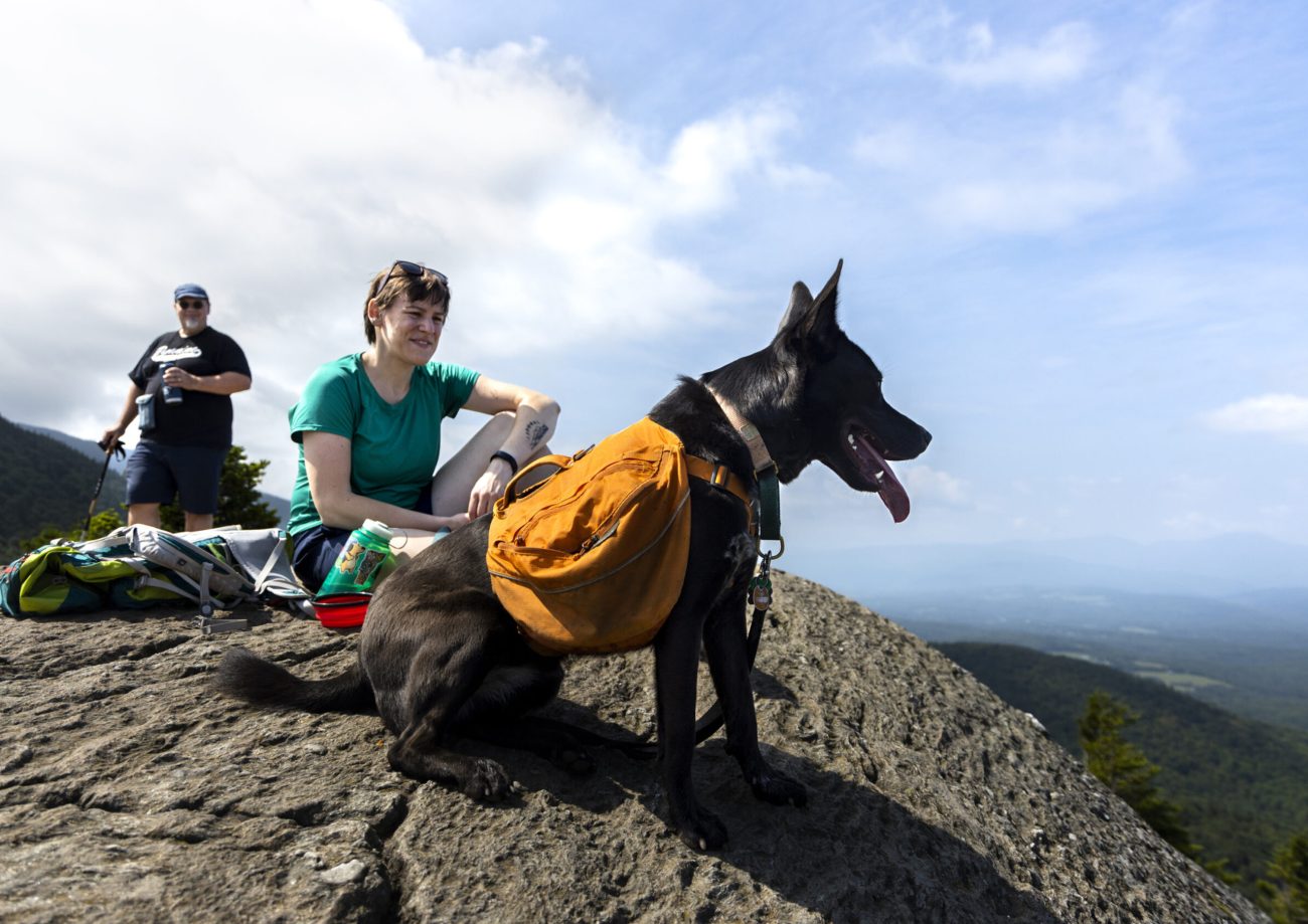 Arizona Dog Training for Real-World Behavior