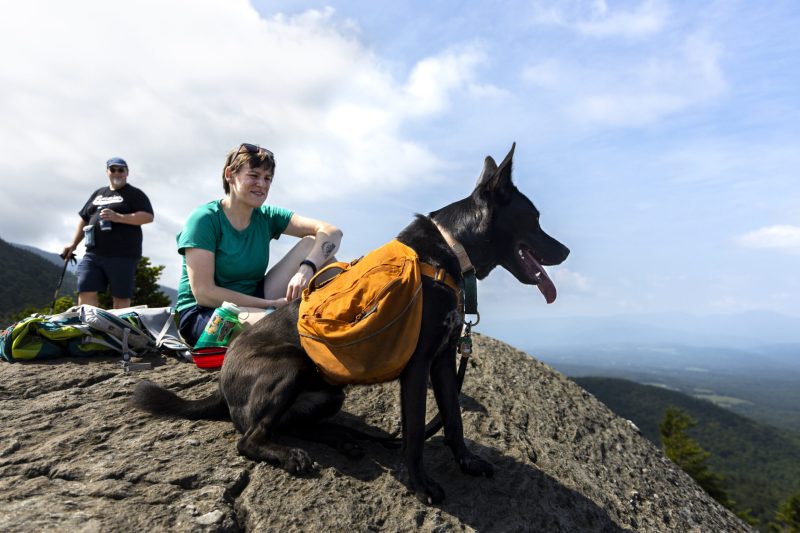 Arizona Dog Training for Real-World Behavior